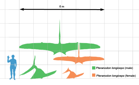 File:Pteranodon scale.png