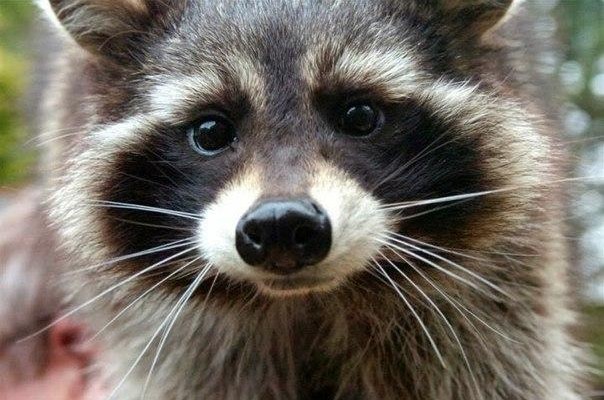 This Is The Real Life ROCKET RACCOON From GUARDIANS OF THE GALAXY